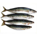 frozen blue mackerel, mackerel fish , blue mackerel(Decapterus maruadsi)